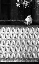 cat / ***