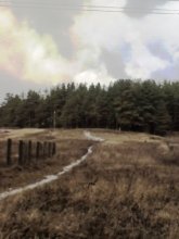 Forest / ...