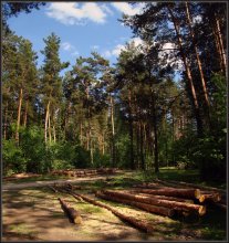 Pine forest at noon / ***