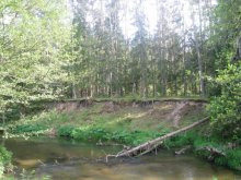 Belarussian forest / ***