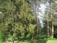 forest / ***