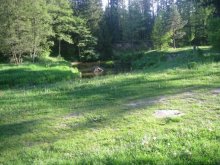 forest / ***