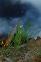 Spring fires / ***