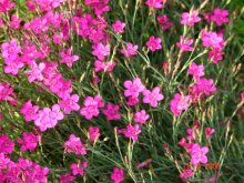 Flowers / ***