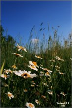 Evening Daisies / ***