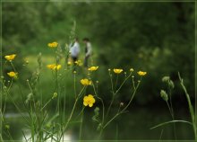 Buttercups or "Night blindness" / ***