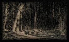 In the Old Forest... / .....