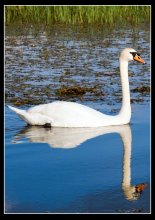 Swan / ***