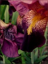 Breath of the flower. / ***