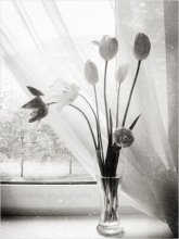 of spring / ***