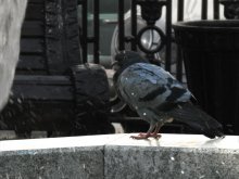 Urban bird dove / ***