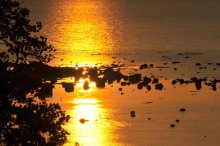 Golden Stream / ***