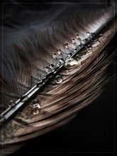 Bird tears .. / *****