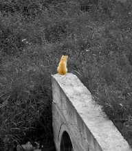 Nobody does not like me ... / ***