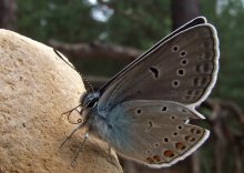 Butterfly / ***
