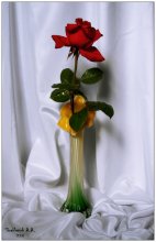 Silk Rose / ***