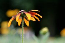 Yellow / ***