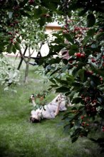 cherry podglyadyvalki / ***