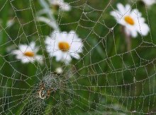 ... Universal Web ... / ......