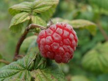 Raspberries / ***