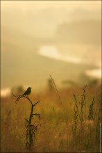 Summer Song:) / ***