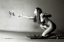 chess nut / chess nut