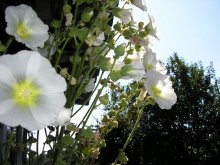 Blumen / ***
