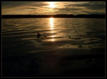 water / ***