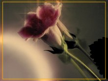 Moonflower / ***