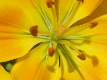Beloved of the sun / ***