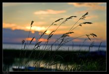* Gold memories / ***