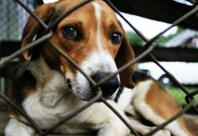 Estonian Hound / ***