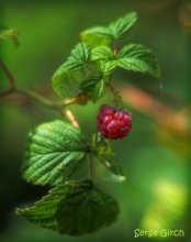 Taste of summer / Nocomment