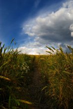 Pathway / ***