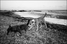 Smell of the sea / ***