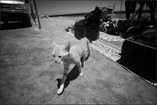 A series of &quot;Life of pussies&quot; / http://crmax.livejournal.com/20444.html#cutid1