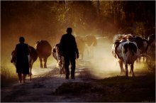 shepherds / ***