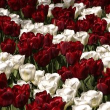 tulips / ***
