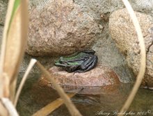 Frog / ***