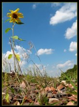 Vor allem / ***