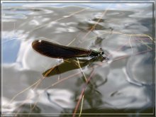 Dragonfly / ????????