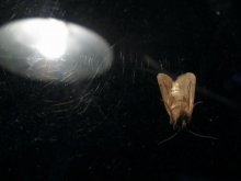 smacks of a UFO / ***