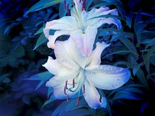 Lunar inflorescence / ***