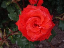 Rosa / ***
