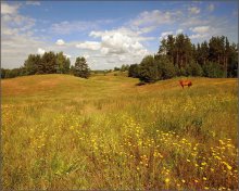In the meadow / ......