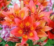 Flower № 51 / ***