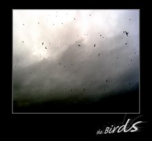 Birds / ***