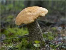Orange-cap boletus / ***