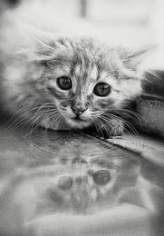ALICE / ***