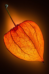 Physalis / Focus-Stacking
